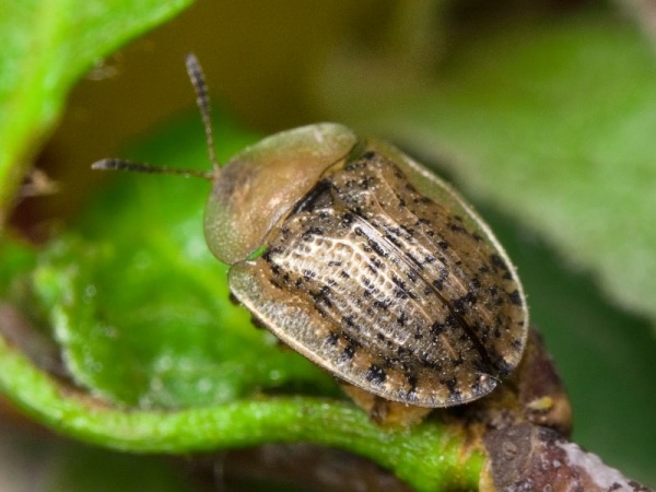 Gandacul-testos-al-sfeclei-Cassida-nebulosa