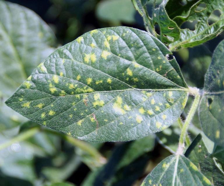 Mana soiei (Peronospora manshurica)