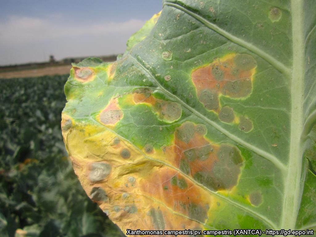 Nervaţiunea neagră a frunzelor – Xanthomonas campestris