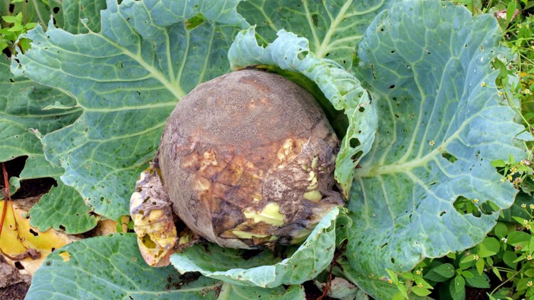 Putregaiul cenuşiu – Botrytis cinerea