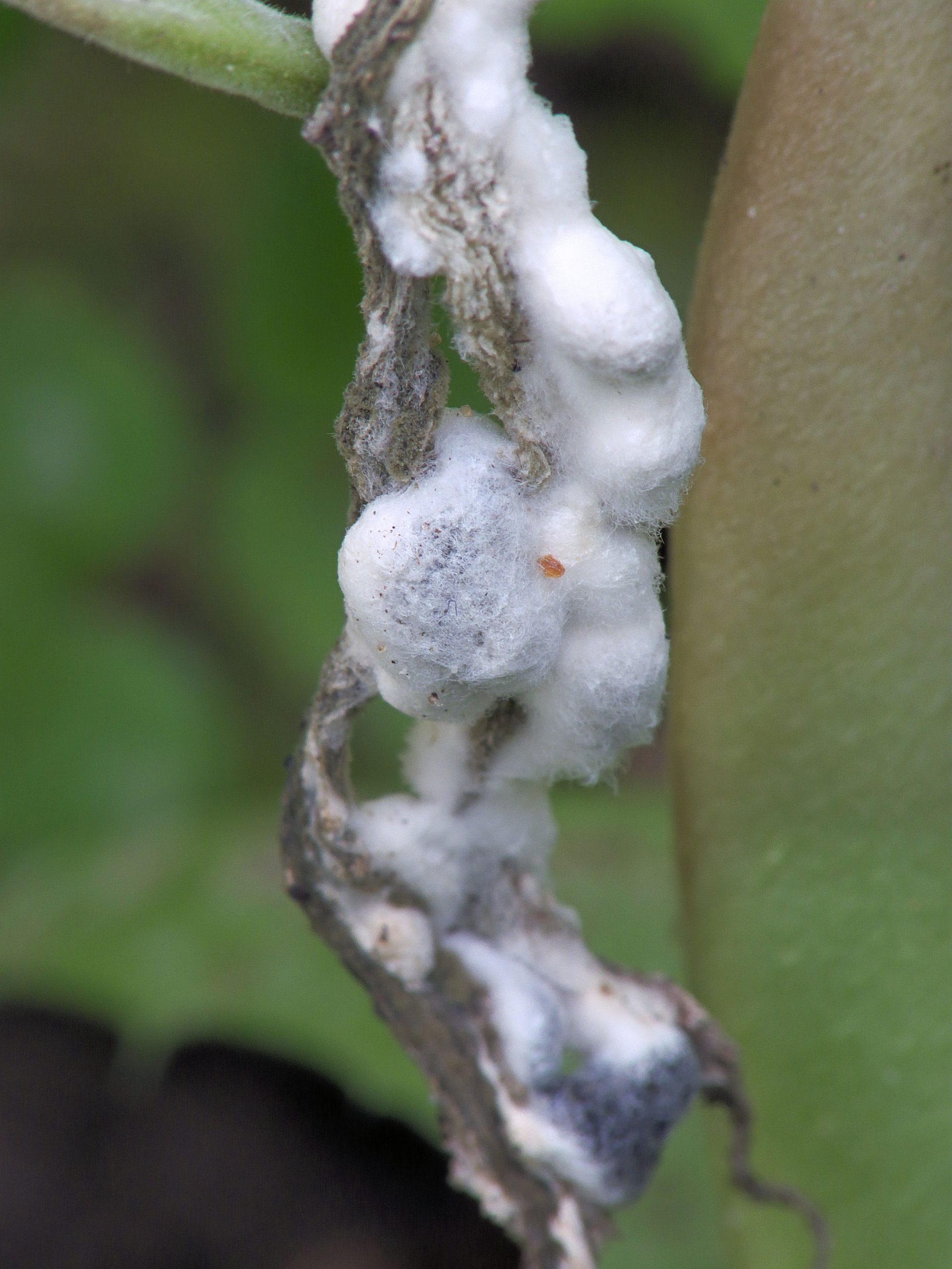 Sclerotinia-sclerotiorum-Putregaiul-alb-1