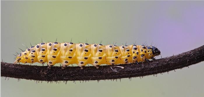 Sfredelitorul ramurilor (Zeuzera pyrina)