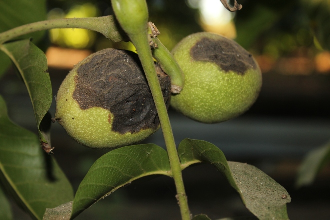 arsura bacteriana a nucului