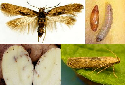 molia cartofului
