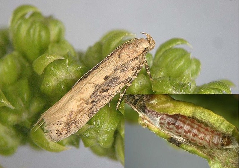 molia sfeclei